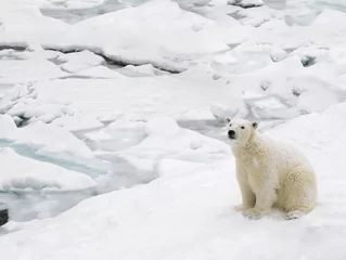 Papier Peint photo Lavable Ours polaire Ours polaire le jour de neige