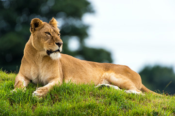 Naklejka premium Resting Lioness