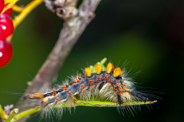 Caterpillar on red currant branch