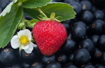 Black currants and strawberries berry