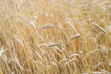 Cultivation of cereals