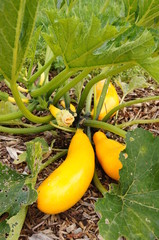 Courgettes jaunes