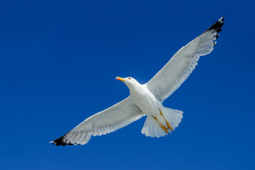 Seagull Soaring Over Head