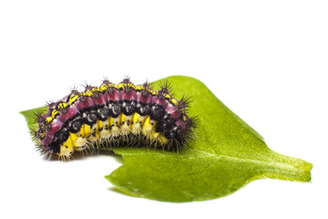 Pink and yellow caterpillar
