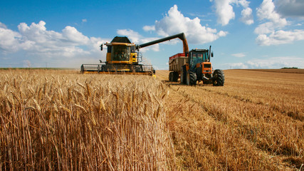 Obraz premium récolte du blé