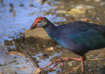 Purple swamphen bird