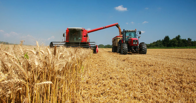 r&eacute;colte du bl&eacute; en juillet