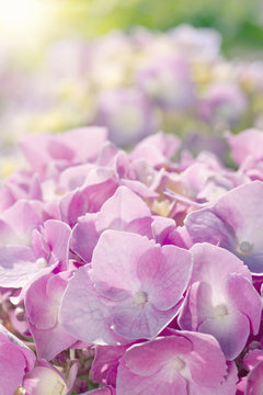 Closeup of pink hydrangea flowers