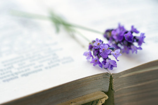 Fototapeta Open book with blue lavender