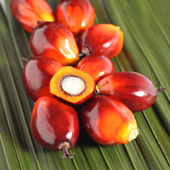 Oil palm fruit