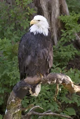 Foto op Plexiglas American bald eagle © 169169