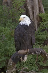 Foto op Plexiglas American bald eagle © 169169