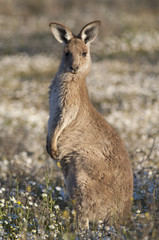 kangaroo with joey.