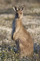 Cercles muraux Kangourou kangaroo with joey.
