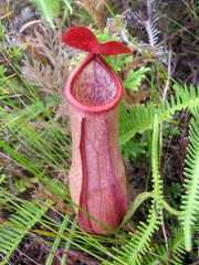 red carnivorous Pitcher Plant