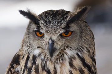 Naklejka premium Eagle owl (bubo bubo)