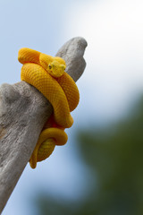 Yellow eyelash viper coiled around limb