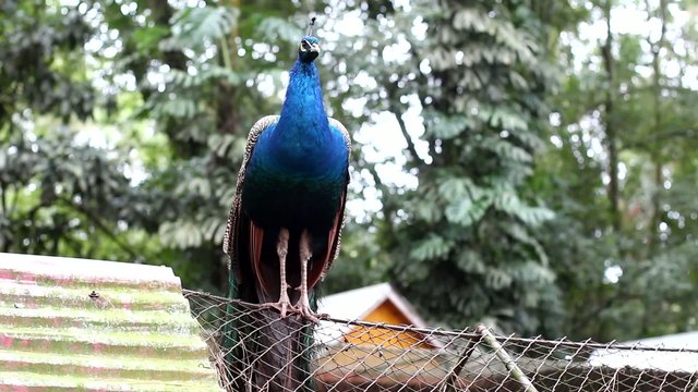 Pavo Real_9566
