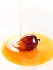 Oil palm fruit and cooking oil