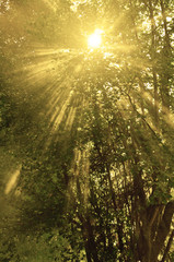 Fototapeta na wymiar Sunlight Through Trees
