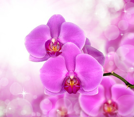 Fototapeta premium Beautiful purple orchid