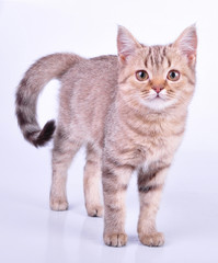 beautiful Scottish straight kitten walking towards