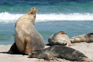 australian sealion