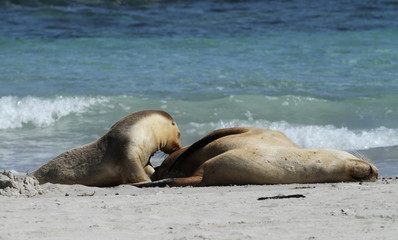 Fototapeta premium lion de mer