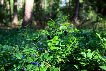 Fototapeta premium blueberry shrubs in the forest