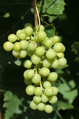 grappe de raisin blanc