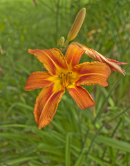 Lilium Bulbiferum or Orange or Fire or Tiger Lily