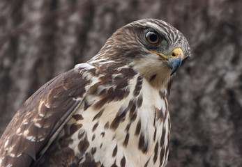 Mäusebussard