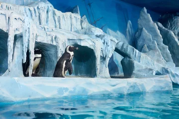Poster Pinguïns in decoratieve grot in oceanarium © Pavel Losevsky