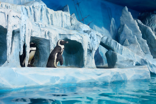 Penguins in decorative cave in oceanarium