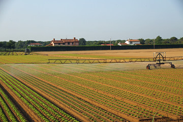 Fototapeta na wymiar automatic irrigation system for a field of green salad prepared