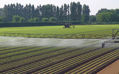 automatic irrigation system for a field of green salad