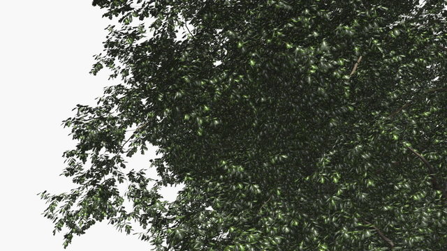Internet network tree metaphor.
