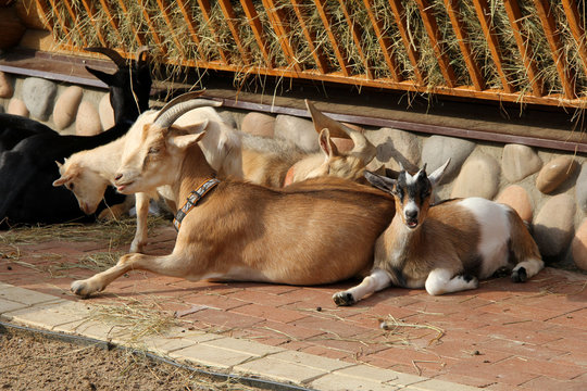 goat and baby goats next to hay and feed