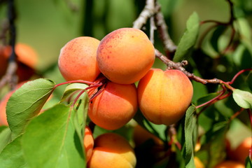 Apricots