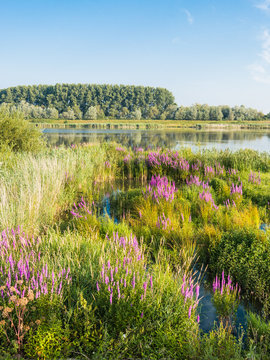 Flowering Purple Loosestrife