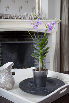 Dendrobium orchid in interior