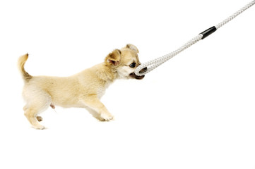 Chihuahua puppy pulling a lead