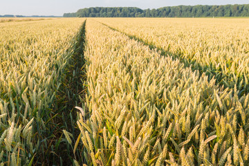 Ripening wheat in a large corn field