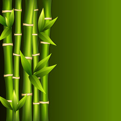Fototapeta na wymiar Green bamboo