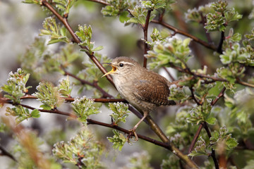 Wren, Troglodytes troglodytes