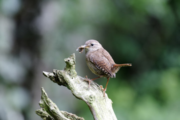 Wren, Troglodytes troglodytes
