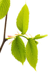 Lime leaves of the tree.