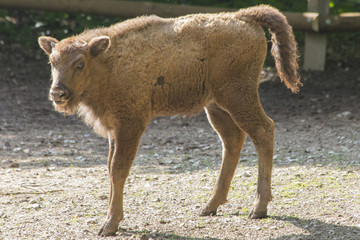 Fototapeta premium Wisentbaby