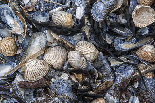Cockles and Mussels on the Beach