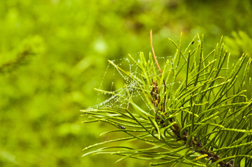 Pine branch with spider web
